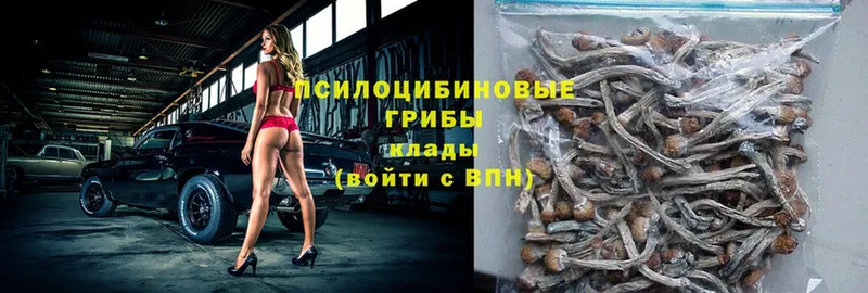 наркошоп  Новоуральск  Галлюциногенные грибы Psilocybe 